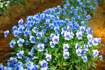 Naklejka premium みずほエコパークの花壇に咲くネモフィラの風景1