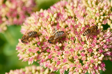 Hohe Fetthenne ( Sedum telephium ) mit Bienen	
