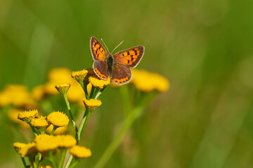 Brauner Feuerfalter (Lycaena tityrus) Weibchen