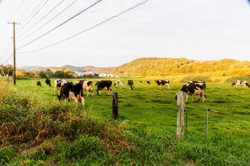 北海道・中頓別町宗谷地方南部付近朝の牧場