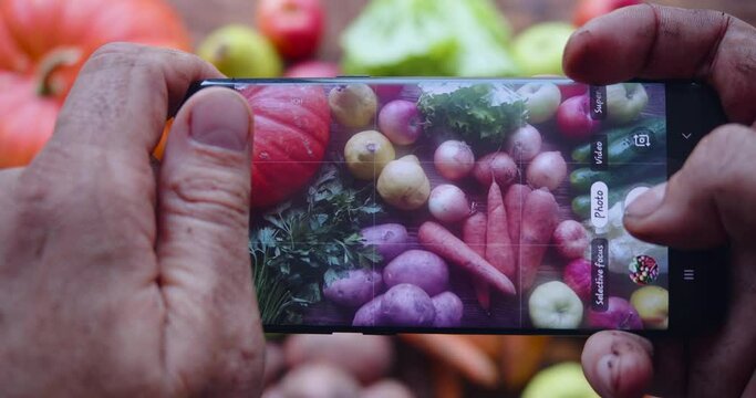 Gardener takes a photo of his crop with a smartphone. Close-up.