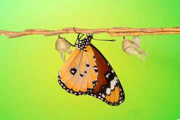 Amazing moment ,Large tropical butterfly hatch from the pupa and emerging with clipping path. ...