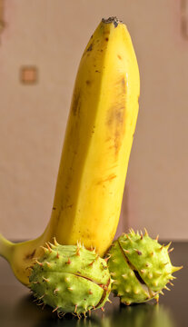 Ripe yellow banana placed between two ripe chestnuts in spiky peel, peach background, black surface, photo on the subject of male health and erection, close-up, vertical shot