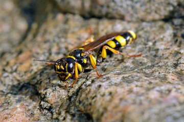 Field digger wasp // Kotwespe (Mellinus arvensis)