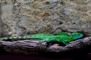 Emerald Helmeted Basilisk on wooden trunk, driftwood