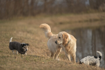 Funny young, old, big and small dogs play with each other. Labrador and Jack Russell Terrier dog