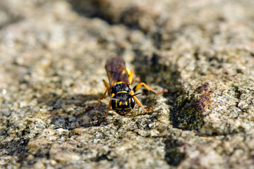 Field digger wasp // Kotwespe (Mellinus arvensis)