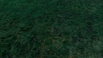 Textura de césped y hierba