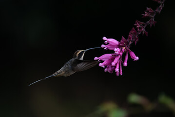 Fototapeta premium Rabo-branco-de-garganta-rajada (Phaethornis eurynome)
