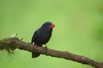 bico-de-pimenta (Saltator fuliginosus)
