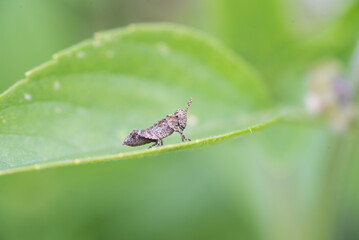 Ninfa de Gafanhoto Acrididae