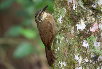 Arapaçu-grande (Dendrocolaptes platyrostris)