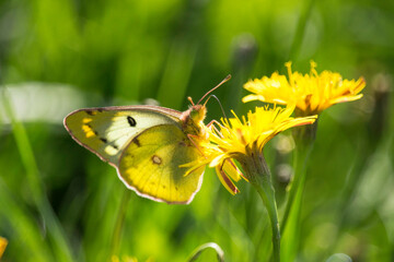 Postillon (Schmetterling) auf gelber Blüte