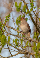 The thrush nightingale - Luscinia luscinia - male bird at the wet fields in spring