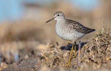 Wood Sandpiper  - Tringa glareola - in spring on the migration way