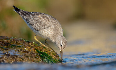 Red Knot -  Calidris canutus - on the autumn migration way at a seashore