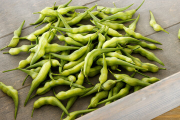 Rat tail radish (Raphanus sativus var. caudatus) heap in wooden box. Organic vegetables.