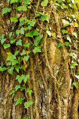 ivy on the tree