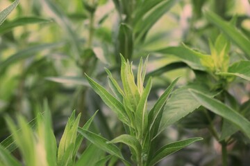 Obraz premium close up of green grass