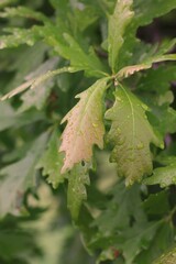 green oak leaves