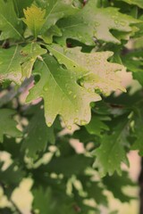 green leaves of a tree