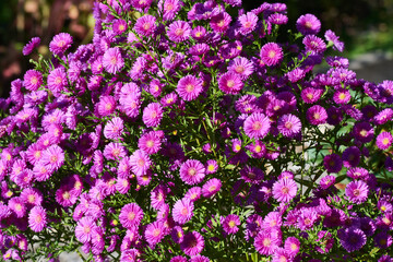 Blüten der Herbstaster	