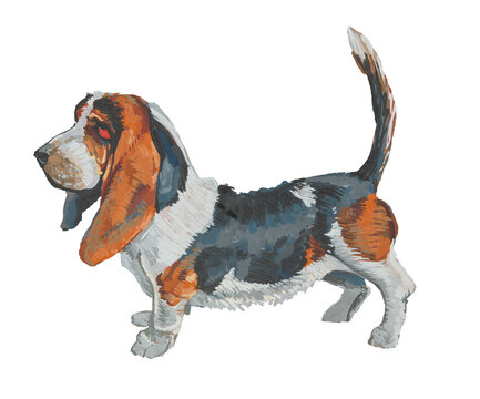 hand drawing of a basset hound dog for a print for fabric, printing on a T-shirt, drawing for a bag. Design solutions for decoration without a background