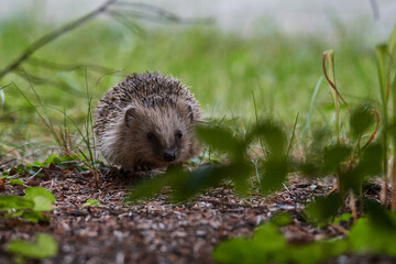 Junger Igel im Herbst	