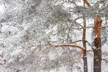 branches of pine trees in white snow. Winter park is covered with snow
