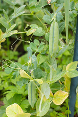 growing young pea pods. Green peas in the garden