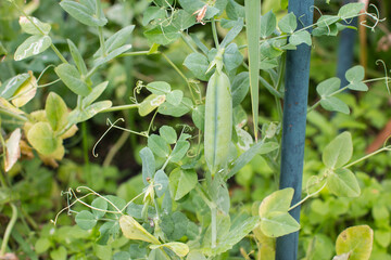 growing young pea pods. Green peas in the garden