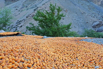 Drying apricots on the roof of a house in Tajikistan mountains