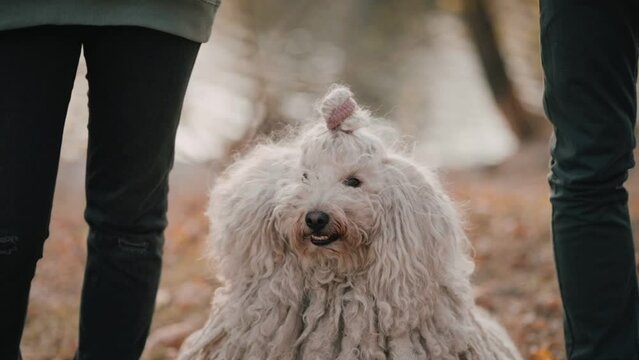 Happy Couple with Dog. Funny curly dog sits next to his owners in the autumn park. Steadicam shot.