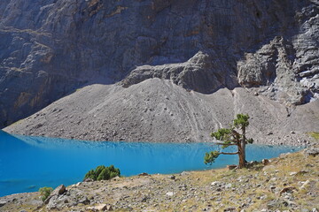 Juniper tree with turquoise lake in the background - Fann Mountains, Tajikistan - 534712887