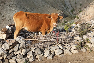 Cow in Pamir mountains, Tajikistan - 534713028