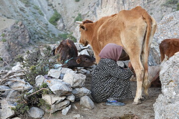 Woman milking cow – Tajikistan mountains  - 534713034