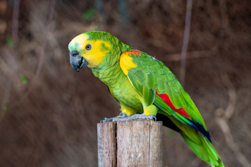 Yellow-headed amazon (Amazona oratrix), yellow-headed parrot or double yellow-headed amazon close...