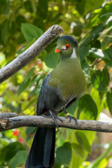 A white-cheeked turaco (Menelikornis leucotis) perched in a tree in the rainforest.