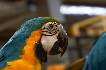 blue and yellow macaw
