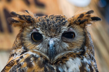 close up of an owl