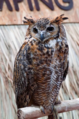 great horned owl