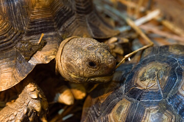 Naklejka premium turtle on the grass