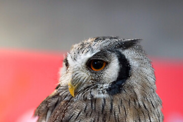 Fototapeta premium great horned owl