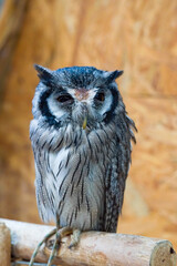 great horned owl