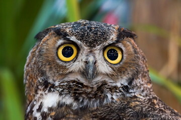 great horned owl