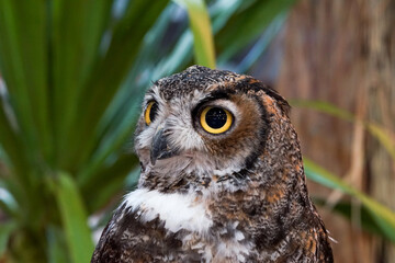 great horned owl