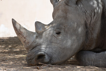 Obraz premium A white rhinoceros or square-lipped rhinoceros (Ceratotherium simum) close-up head and horns.