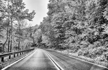Road across the forest in foliage season on a rainy day