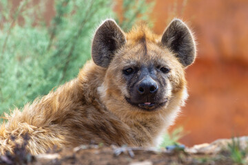 A spotted Hyena (Crocuta crocuta) resting in the african desert.
