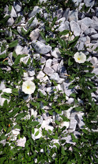 Obraz na płótnie Canvas Creeping plants with cute flowers wrap around smooth stones vertical background 